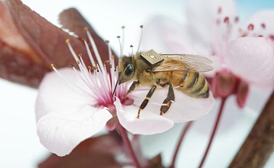 꿀벌 떼죽음, 이산화탄소가 주범?