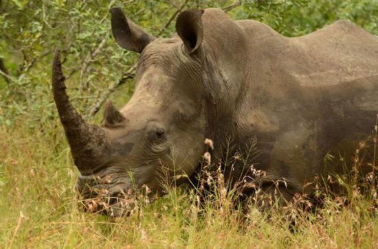과학기술은 멸종위기 코뿔소를 어떻게 보호하나