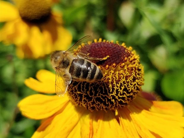 월마트, 꽃가루 옮겨주는 꿀벌 드론 개발하나