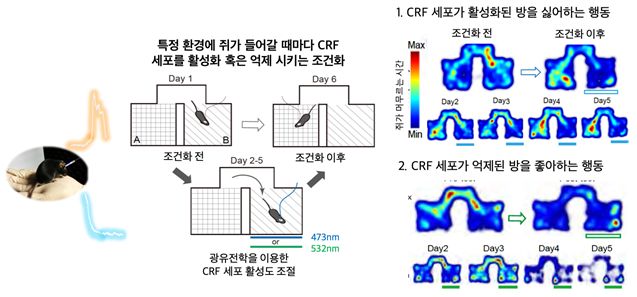 광유전학을 통한 시상하부 CRF 세포의 활성도 인위적 조절
