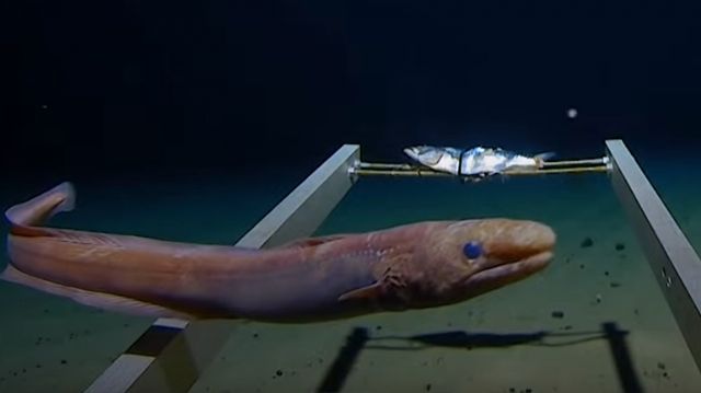 [영상] 지구에서 가장깊은 바닷속 탐험…‘발견한 것은 쓰레기’