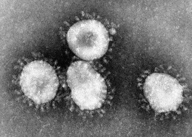 코로나 바이러스 (사진=위키백과)
