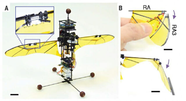 꼬리 날개 없는 날갯짓 비행로봇: (A) 접힘-펼침이 가능한 날개를 장착한 비행로봇, (B) 바깥쪽 날개의 접힘-펼침