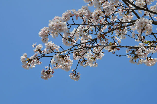 서울 벚꽃 24일 활짝 폈다…관측 이래 가장 빨라