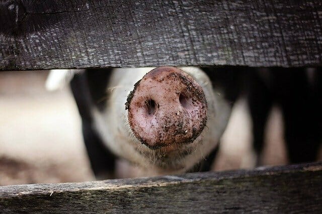 美 연구팀, 사람에게 돼지신장 이식 후 정상작동 첫 성공
