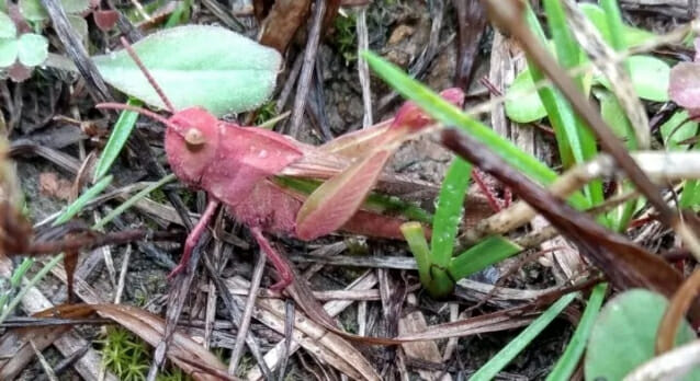 美 텍사스서 발견된 '핑크' 메뚜기…