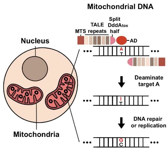 미토콘드리아 DNA에서 TALED의 아데닌 염기 교정 모식도. 미토콘드리아 내부로 전달된 TALED가 아데닌(A)의 탈아민화 반응을 일으켜 이노신(I)으로 바꾼다. 이후 DNA 수선 과정 또는 복제 과정을 거쳐 최종적으로 구아닌(G)로 치환된다. (자료=IBS)