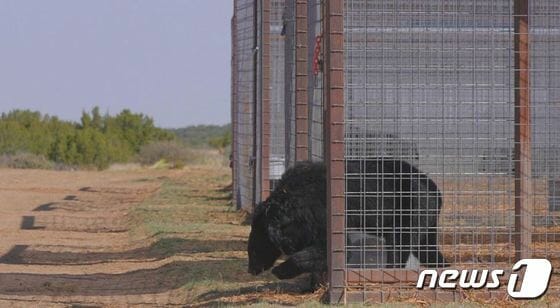 한국서 담즙 착취 당한 곰 22마리 美로 구조