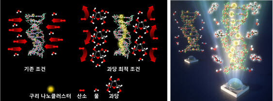 과당을 이용한 DNA-주형 구리 나노클러스터의 안정성 향상의 원리