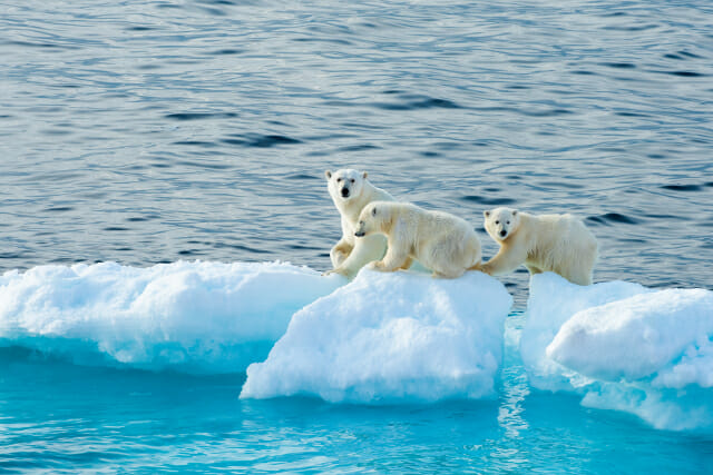 얼음 위의 곰 가족, 펭귄의 시원한 입수...더위 날리는 극지 사진들
