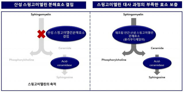 사노피-아벤티스코리아 희귀의약품 ‘젠포자임주’ 허가