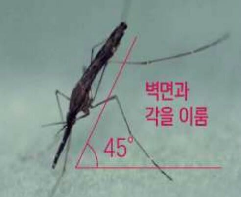 [1분건강] 파주서 ‘말라리아’ 모기 발견…긴옷 입고 모기기피제 꼭 쓰세요