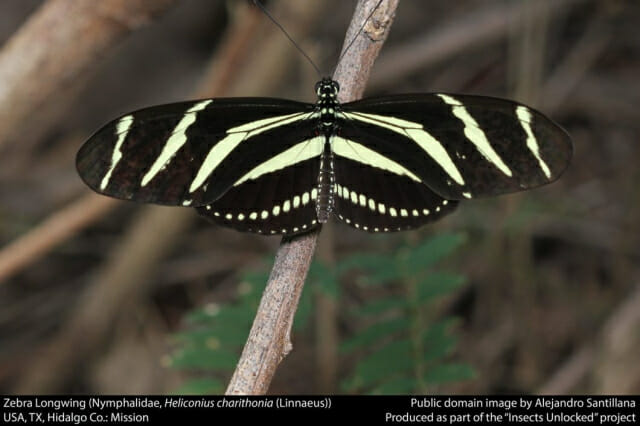 암컷 나비가 수컷 나비와 다른 세상을 보는 이유