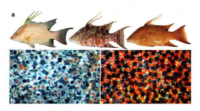 몸 색깔 자유롭게 바꾸는 물고기, 피부도 눈 역할?