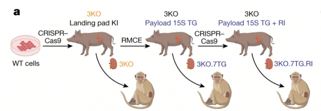 유전자 편집된 돼지 신장의 원숭이 이식 실험 (자료=네이처)