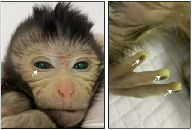 배아 따로, 줄기세포 따로 키메라 원숭이 탄생…장기 이식 활용 기대