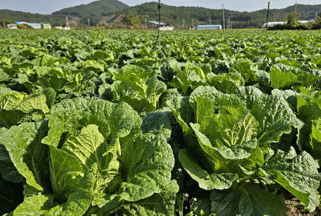 지난 14일 전남 해남군 북평면에 위치한 배추밭의 모습