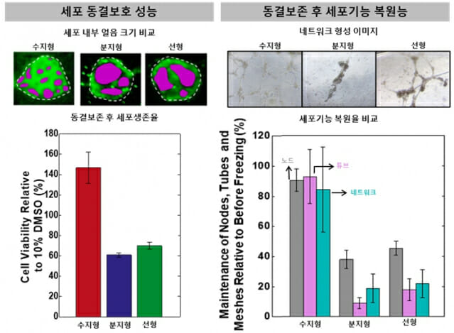 동결저장한 세포 내 얼음성장 억제능과 해동후 세포 생존율이 향상됨을 보여주는 그림(왼쪽)과 해동후 세포 네트워크 형성 기능 복원 실험(오른쪽)을 나타낸 그림.(그래픽=고려대)