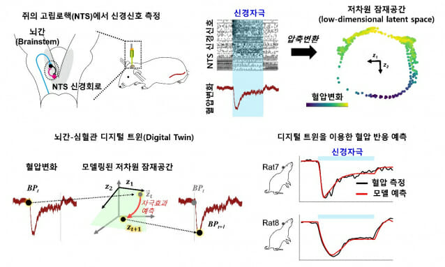 고립로핵(NTS)의 저차원 잠재공간 메커니즘을 기반으로 뇌-심혈관 작동 원리를 디지털 트윈으로 구현한 모식도.