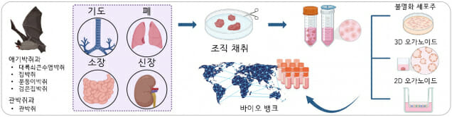 IBS가 구축한 다종-다조직 박쥐 오가노이드 플랫폼 설명도.(그림=IBS 및 바이로렌더.com)