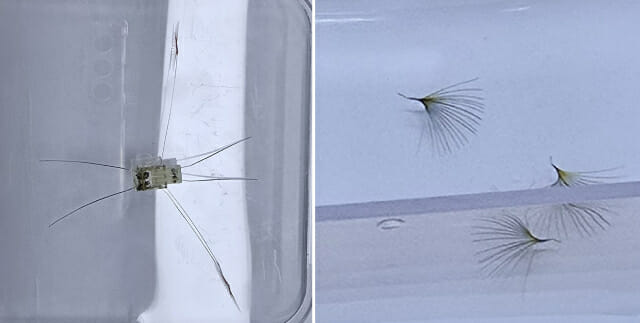 초소형로봇인 라고봇(왼쪽)과 과 소금쟁이 다리와 유사한 끈모양 인공팬 모습.