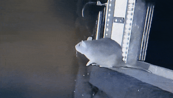 [영상] 쥐, 박쥐 조직적 사냥한다…"인간에도 위협"