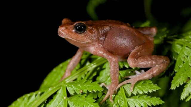 알 아닌 ‘새끼 두꺼비’ 낳는 두꺼비 있다