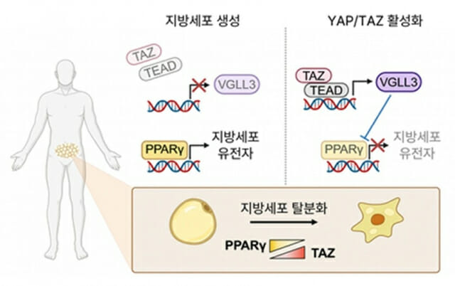지방세포 유전자 조절 모식도. 지방세포 분화 과정에서는 PPARγ가 지방분화 관련 인핸서에 결합해 지방세포 유전자 발현을 촉진한다. 반면 타즈가 활성화되면 인핸서 활성을 낮춰 지방세포 유전자 발현을 억제함으로써 분화 프로그램을 약화시킨다.(그림=KAIST)