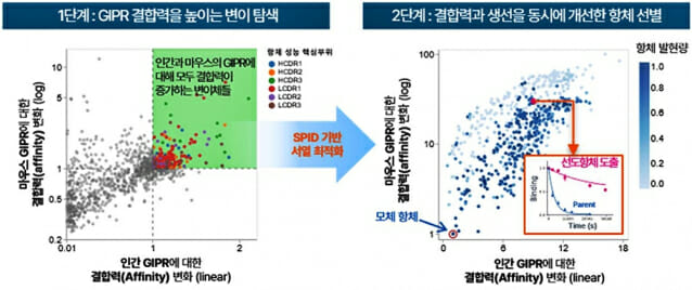 프로티나는 독자적 플랫폼(SPID)을 통한 고속 변이체 스크리닝 및 서열 최적화 과정을 통해 개발 가능성이 높은 항체를 도출한다 (제공=프로티나)